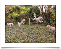 Dog Jumps - Phil Wilson